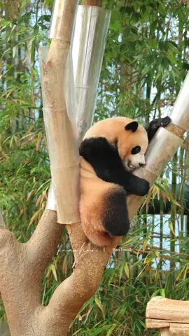 lihat nih, betapa lenturnya badan aku dan kalian aslinya pasti juga terpesona dengan kaki kentangku  kan iya kan??? ngaku gak 🫵😤 // 🎥 07-08-2025 // #huibao #huibaopanda #panda #videoviral #baofamily #fypage #pandaworld #everlandkorea #giantpanda #baofamilyinkorea #fypシ゚viral #pandababy #fyp #pandalife #pandalover 