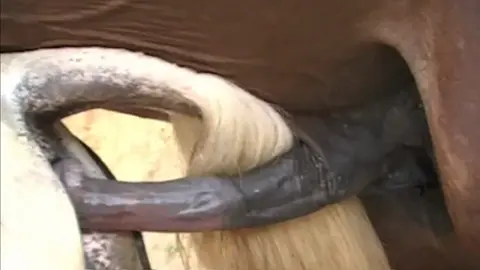 #horse #capcutamor #treffen #trifting trif #trefire🔥 #animals #666 