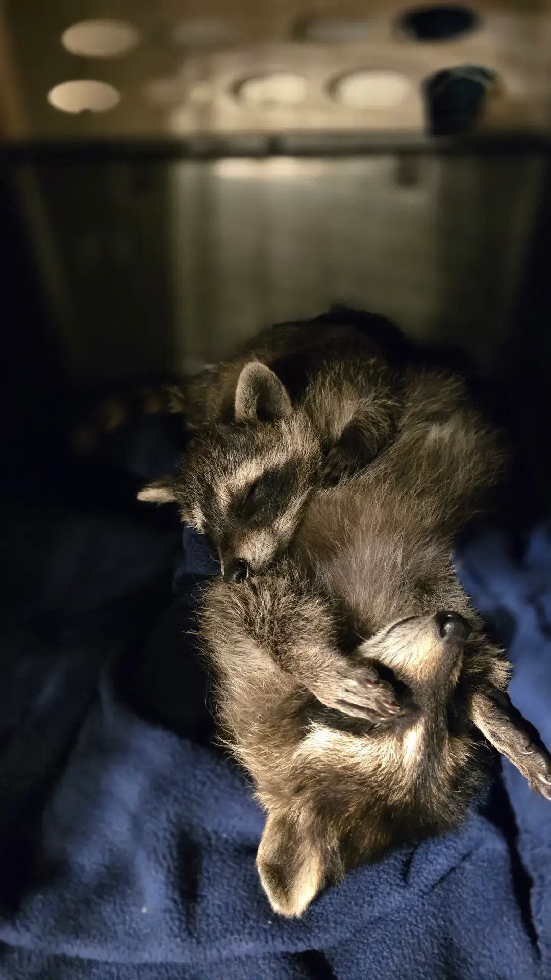 These two sweet sisters came into our care as tiny, helpless babies — and from the very beginning, they’ve never let go of each other. Every nap is spent curled up together, every adventure side-by-side. They find comfort in each other’s warmth, safety in each other’s presence, and joy in simply being together. Watching their bond grow has been a beautiful reminder that family isn’t just about surviving… it’s about loving, protecting, and holding on — no matter what. 🦝💞 #wildlifetok #fyp #wildliferescue #wildliferehab #wildlife #raccoon 