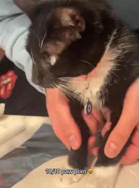 The cute cat’s paws melted my heart #cat #funnycat #cats #funnyvideos #fyp 
