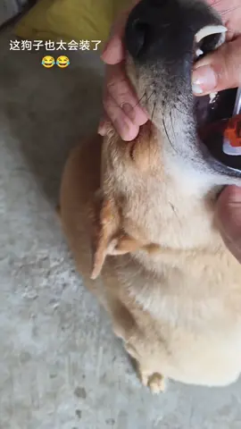 Có Tý Cồn Vào Là Bắt Tay Liên Tục 😂