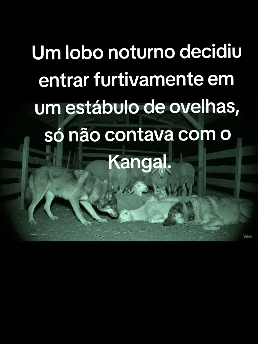 Um lobo noturno decidiu entrar furtivamente em um estábulo de ovelhas, só não contava que também dormia lá um grande cão, Kangal Turco.#wolf #fyip  #kangal #nightvision #vlogdosprimatas @Vlogdosprimatas @Vlogdosprimatas 