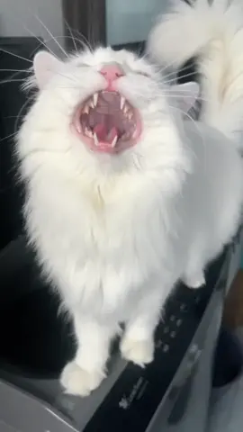 #cattok #whitecatsoftiktok #catlover #naughtcat #whitecat #oddeyedcat #naughtcat 