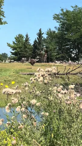 #د #كندا #creatorsearchinsights 🦒🦃🦒🦓🦒🦃#الزيدكندا #🌹🇨🇦🌹🇨🇦🌹 