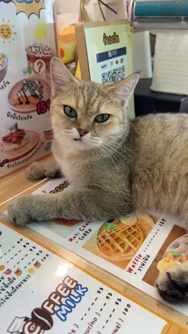 british short hair 🐈 