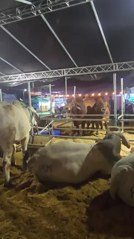 Lastima 😪 #fypppppppppppppppppppppp #nicaragua🇳🇮 #viralvideos #paratiiiiiiiiiiiiiiiiiiiiiiiiiiiiiii #feriaganadera2025🐮🐴 