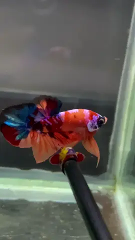 ❤️💜💛#ปลากัด #ปลากัดสวยงาม #betta #bettafish #betta_lover 