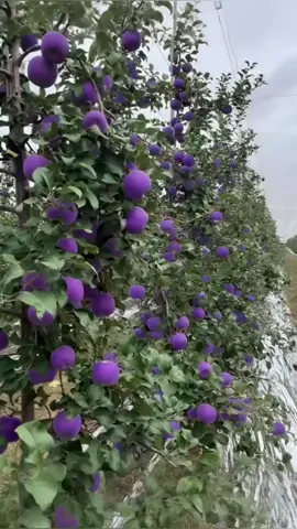 紫色蘋果