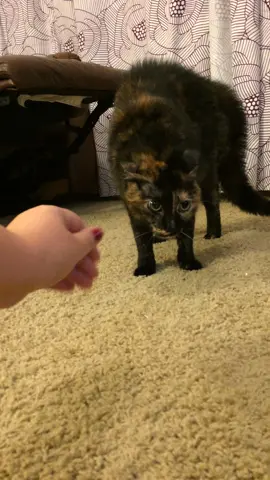 Mia meeting the stupidest purchase I’ve ever made. I still have the statue and her name is Spooky cat.                                     Video originally taken in October 2014               ****UPDATE**** tysm everyone 😭 I just had to put her to sleep on the 6th, and uploaded this thinking maybe a couple hundred people would see this.                   ALSO.              She never reacted to anything like this in her entire life before or after this video, and did not expect her to react this intensely. I promise you I didn’t torment her or do this regularly. Please don’t be chronically online about this, she was very deeply loved and lived a good life #catsoftiktok #catmom #spookycat