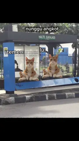 tag temen lu yg pernah gini. meme kucing #ngakak #MemeCut #memekucing #fypシ゚ #viralvideo #siucing 