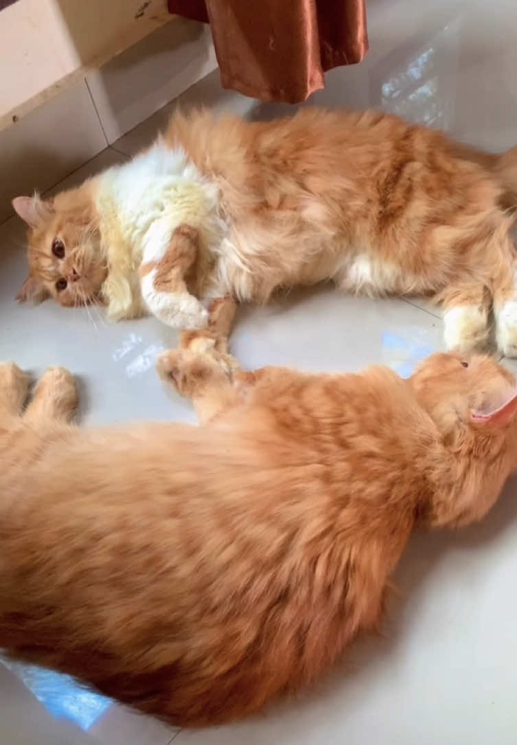 Padahal dia yg paling aktif🥺 gk nyangka banget monn😭😭 #catlover #kucing #ripcat #kucingoyen #kucingtiktok #kucinglucu #kitten #fyp #fyppppppppppppppppppppppp 