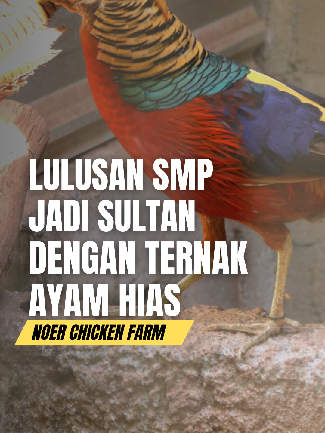 LULUSAN SMP JADI SULTAN DENGAN TERNAK AYAM HIAS, NOER CHICKEN FARM #ayamhias #ayamhiasindonesia #ternakayam #peternakayamhias #peternakayam