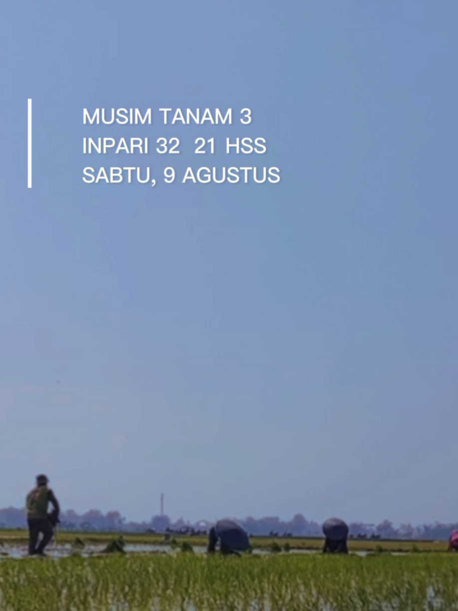 Mengawali Musim Tanam 3, berkah dari Kemarau basah, bukan usaha apalagi keberhasilan pemerintah semoga lancar sampai panen .#prabowo #gerindra #farmer #hutri80indonesia🇮🇩 #hutri80 #desaberdaya #ketahananpangan #petanimilenial h#petaniindonesia🇮🇩🇮🇩🇮🇩🌿🌿 #petanimuda #petani #CapCut #farmers #petanipadiindonesia @gibran_rakabuming @kaesang pangarep @gerindra @Pw GP Ansor Jawa Timur @LiaIstifhama @Khofifah Indar Parawansa @GIBRANRAKA 