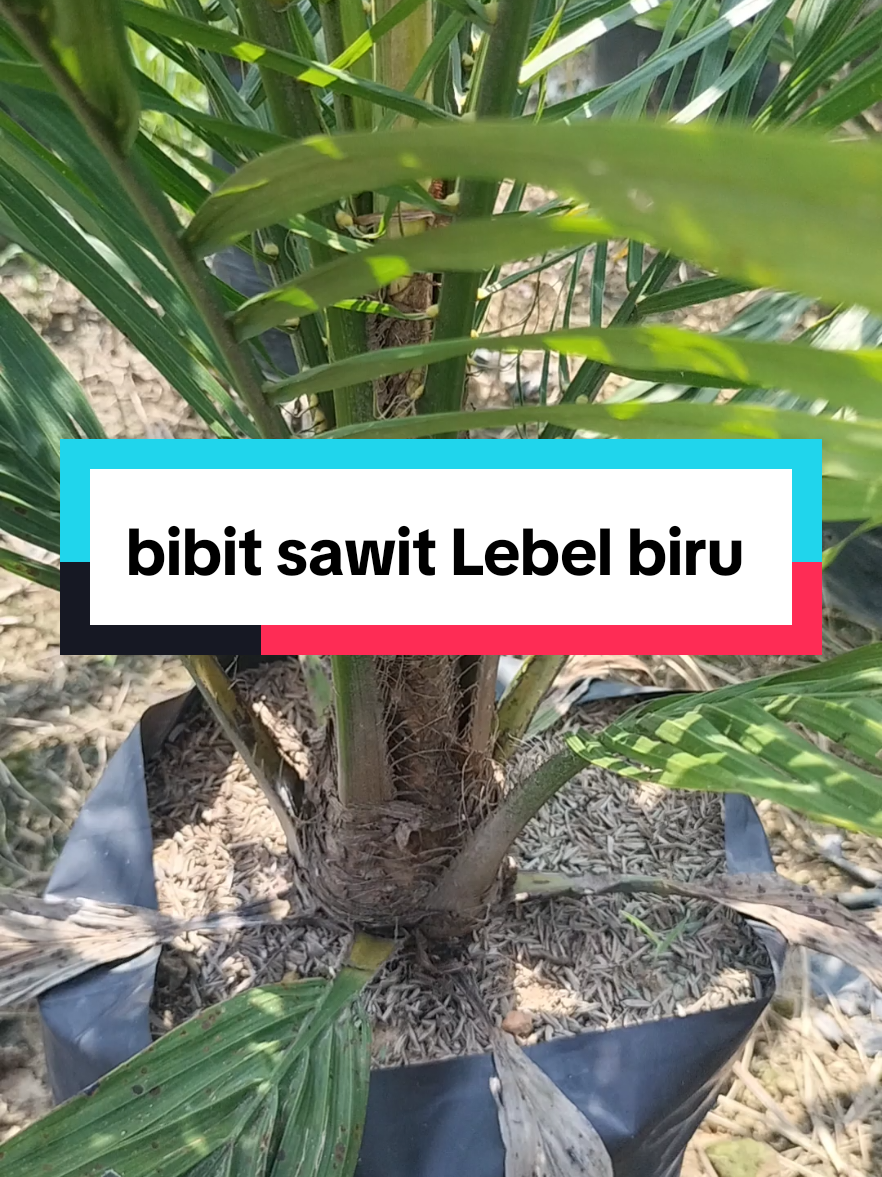 Jual bibit sawit Lebel biru  #sawitunggul #petanisawitindonesia🇮🇩 #bibitsawit #sawitontiktok #bibitsawitunggul 