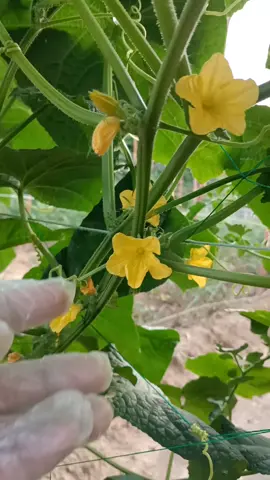 Gardening fresh cucumber farming #farming #gardening #agriculture #garden #satisfying #fyp 