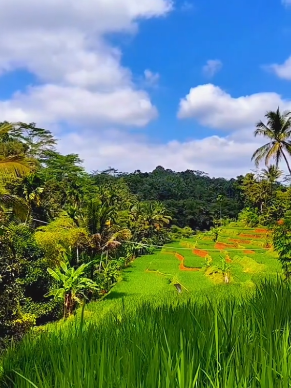 cuaca yang sangat cerah , tapi adem 😉  #suasanadikampung  #suasanapedesaan  #lemurkuring  #alampedesaan  #tanahsunda  #sawah  #alam  #alamindahdesaku  #popsunda  #lagusunda  #nature  #vibes  #views  #foryou  #lewatberanda  #lewatberandafyp  #tasikmalaya  #kabupatentasikmalaya  #jawabarat  #Dazsboriel  #reels  #reels__tiktok  #reelsvideo  #fyp #fypシ゚ #fypviral  #fypシ゚viral🖤tiktok 