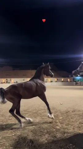 #lebanon #foryou #fypシ゚ #خيل_عربي 