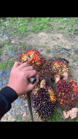 Hanya kuli sawit yang tidak bergensi #fybb #fotolivetiktok #lewatberandafyp #foryoupage #kuliaawit #sawitkalimantan #sawitbalap 