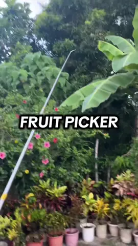 Reach high without the hassle 🍎✨ Pick your favorite fruits easily and safely with our durable fruit picker – no ladder needed! #FruitPicker #HarvestTool #EasyFruitPicking