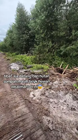 kalimantan jangan sembarang ini lh akibat kencing sembarangan td untung masih dalam alat🥺😳😳