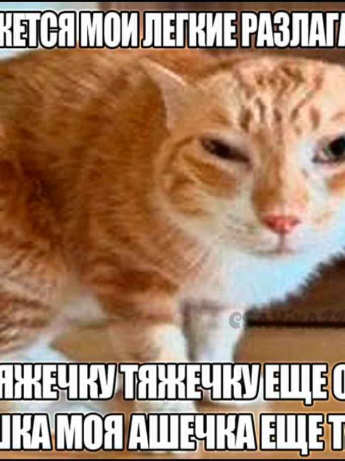 тгк: сайка пакостит ОЙ 🥺#смешно #реки #мемы #база #ня #постирония #котики 