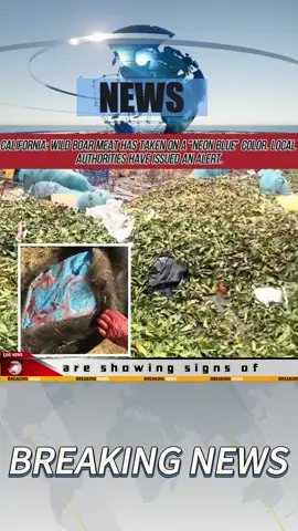 #breakingnews #usa #fyp #for #blue #pig 