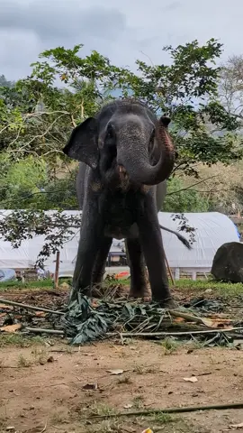 Chilled Baby Elephant 🤭🥰 #kandy #esalaperahera #dancing  #elephant #srilanka 🇱🇰 