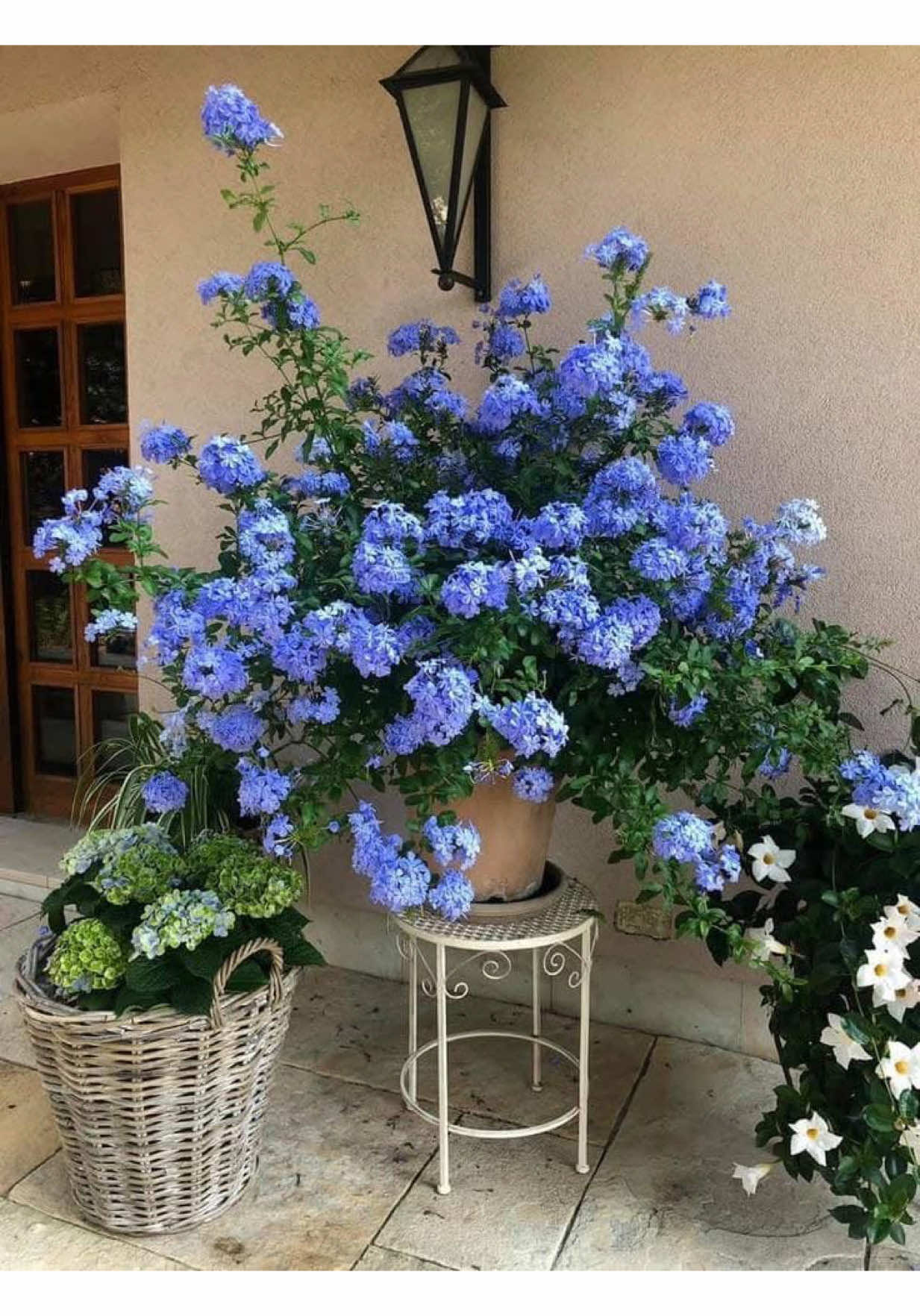#الياسمين_الأزرق #بلومباغو #Plumbago #نباتات #زراعة