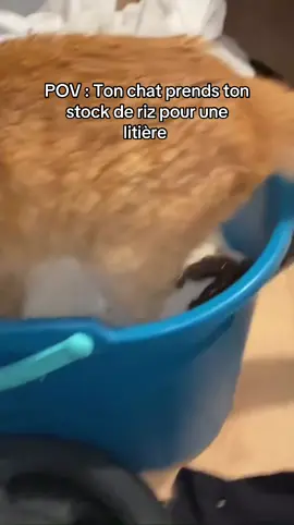 Il a pissé dedans aussi ce con !!  #chat #animal 