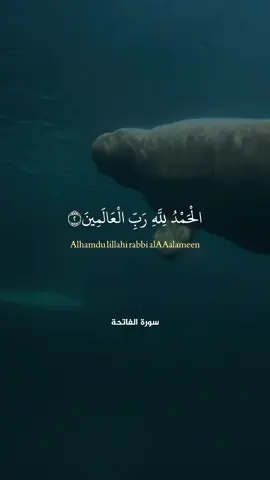 #allah #quran #قران #fyp #foryou 