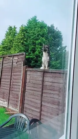 When I tried to say hello to my neighbor’s dog🦮🤣#funny #dog #dogsoftiktok #foryou #funnyvideos #dogs #fyp 