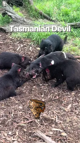 The Tasmanian Devil is a must see on any trip to Tasmania. We stop to feed Tasmanian Devils on our 4 Day Wild Tasmania Tour, which is a highlight of many travelers. Tasmanian Devils are endangered, with estimated 90% lost in the wild due to the devil facial tumour disease. By visiting the sanctuary, we contribute to their survival with our entry fees being invested into research and breeding programs.  #TasmanianDevil #TasmaniaTour #WildlifeTour #Devil #4DayWildTasmaniaTour #Tasmania #TourAustralia 