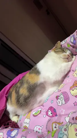 greget pengen gangguin  #NengKucing #catsoftiktok 