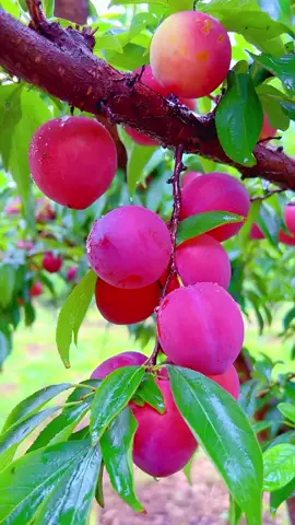 omg🍉🥭🍎🍑🍈🍓🍒😘#furits #natural #asmr #happy #fyp #farming #creatorsearchinsights 