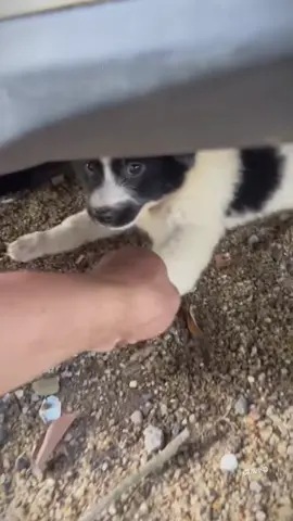 #fyp #foryou #fypシ #puppy #dogsofttiktok #catsoftiktok 