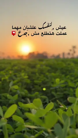 #مشاهدات #جبراتت📮 #تصويري📸 #اكسبلور #عبارات #اسيوط_سوهاج_قنا_الاقصر_اسوان_المنيا #fyp #everyone #foryou 