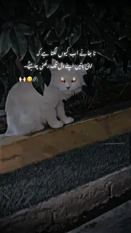 #CapCut Lines…:::😖💔#foryoupagе #explore #trending #videoviral #statusvideo #miakhankheel321 