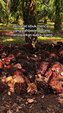 kaco nih cs 😂#kulisawit #petaniindonesia🇮🇩🇮🇩🇮🇩🌿🌿 #petanimuda #petanisawit #bosmuda #fyp #promomakanmerdeka 