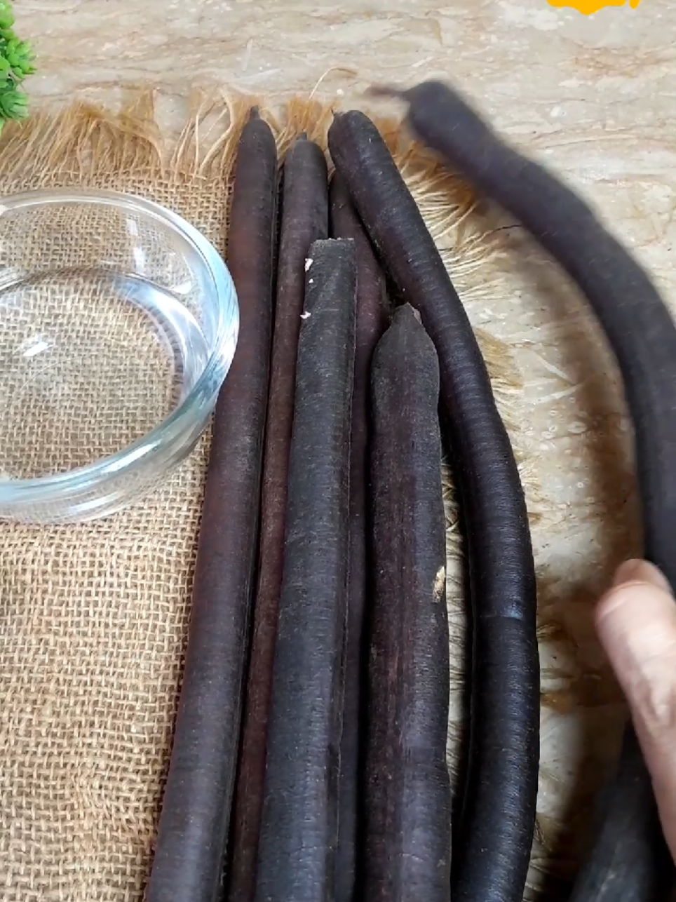 how to make amaltas  hair tonic #cassiafistula,#longhair #blackhair #stronghair #amaltas #DIY #easy अमलतास