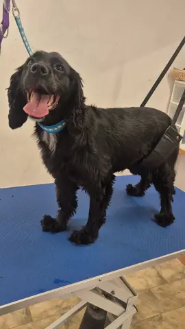 I love it when dogs enjoy the grooming process 🥰 #seatongrooming #seatonbeach #devongroomer #eastdevon #sprocker #sprockergrooming #feathertidy 
