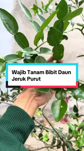Bibit Daun jeruk purut Bikin masakan jadi lebih sedap. #bibit #daunjerukpurut #bibitok #jerukpurut #jualbibit 