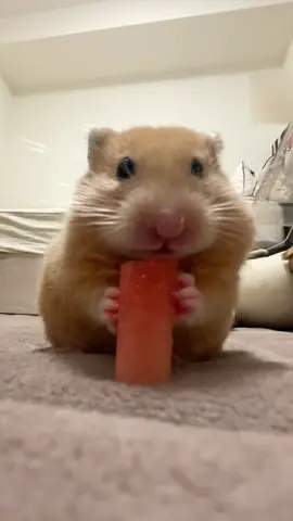 スイカバージュース🍹🌻#キンクマ #ハムスター #햄스터 #hamster #スイカ #watermelon #asmr 