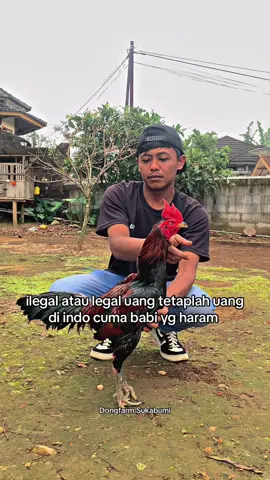 uang tetaplah uang😂  #dongfarmsukabumi #ayammangon #ayampama #ayampakhoy #ayambangkok 