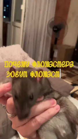 Я не могла назвать его по другому) #rats #крысыдамбо #ratsoftiktok #крысы #декоративныекрысы #фломастер 