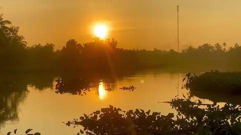 Nhìn lục bình trôi trên dòng sông tựa như em thường mong 🌾🌴🤦 #binhyen🌾🌴 #phongcanhhuutinh #chillmientay #netdepquehuong #mientayquetoi 