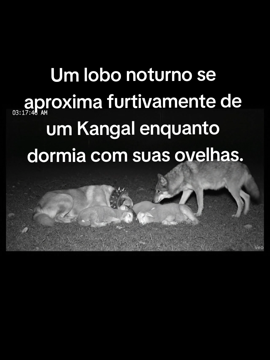 um lobo noturno furtivamente se aproxima de um kangal que dorme juntamente com dois filhotes de ovelhas, sua função é protegê-los.#wolf #nightvision #kangal #fyip #lobo @Vlogdosprimatas @Vlogdosprimatas 