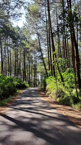 explore purworejo ✨ #purworejo #hutanpinuskalilo  #kaligesing #fyppppppppppppppppppppppp #explorepurworejo 
