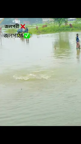 জলপাঠা✅😅@Masum___106 #foryou #vairalvideo #tiktok #trendingtiktok #fyyyyyyyyyyyyyyyyyyy #bdtiktokofficial  