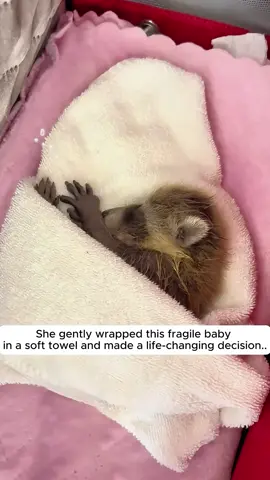 Rescue Poor Baby Raccoon lost on the riverbank #rescue #raccoon #animalsoftiktok 