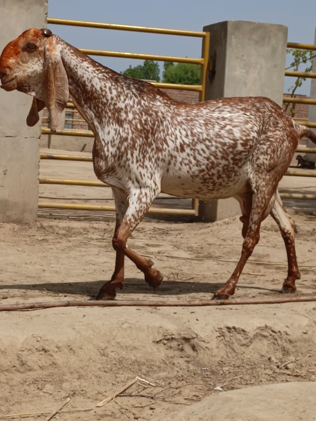 Waah Teri Shan Mola  😍☝️🐐 #farming #fyp #viralforyou #shoq #breed #pregnant #makhicheenigoat 